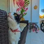 Vakantiehuis Arting Sea-a Dog Friendly House Klorakas